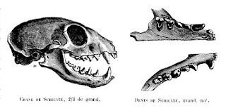 Mirketin kafatası iskeleti ve dişleri