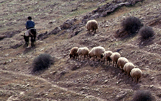 Shepherd with sheep