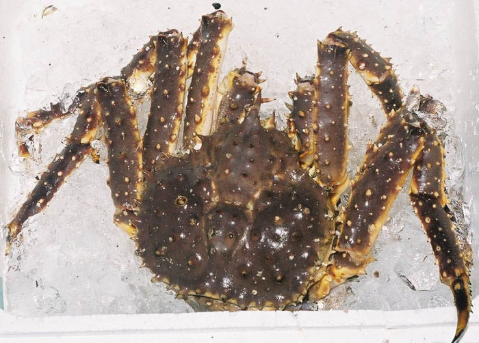 Pêche et Pêche Les crabes géants de Norvège ( Crabe royal du Kamtchatka )