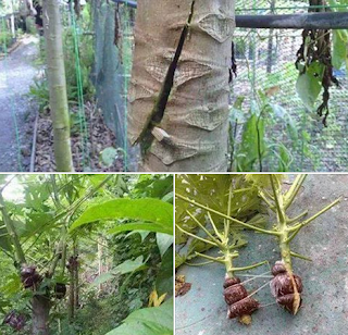 Cara Orang Thailand Tanam Pokok Betik