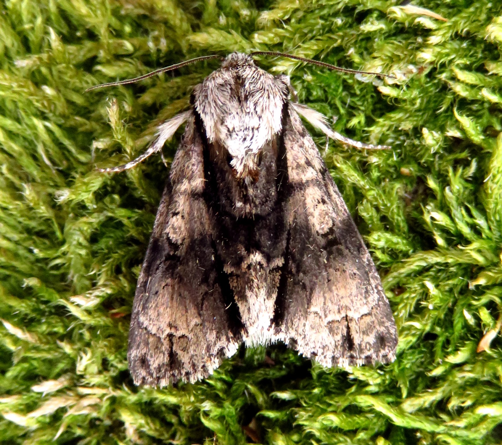 MERSEA WILDLIFE BACKGARDEN HAWKMOTHS