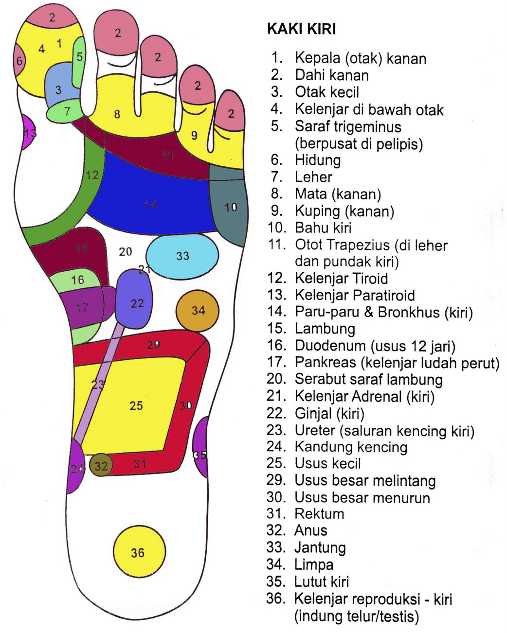 titik syaraf untuk pijat refleksi pada telapak kaki kiri titik syaraf