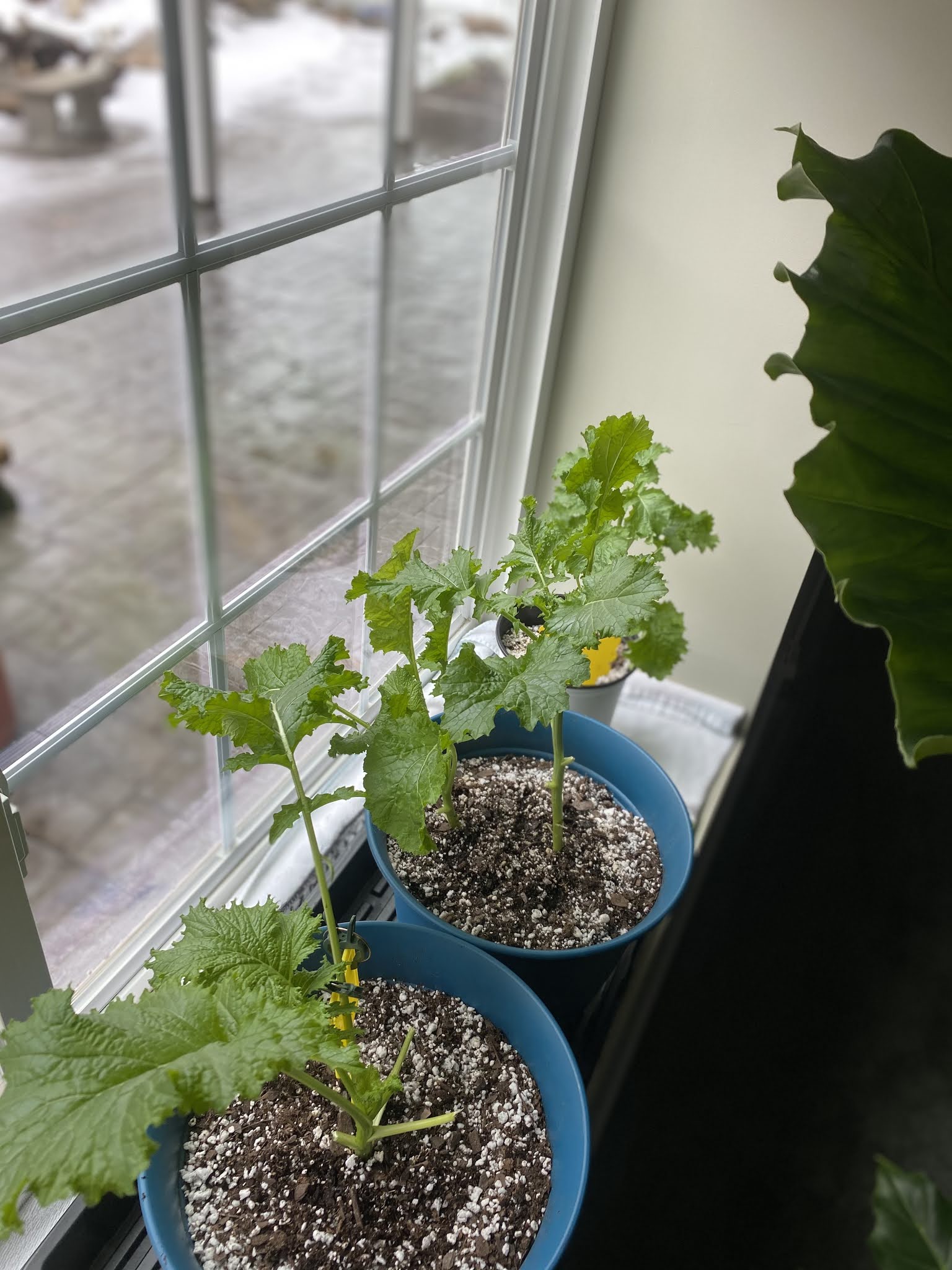 Broccoli Rabe/ Mustard Greens
