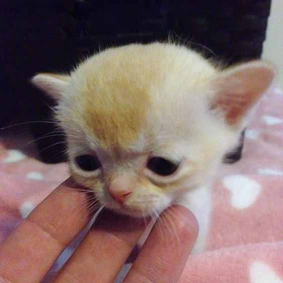 What is the largest litter of kittens?