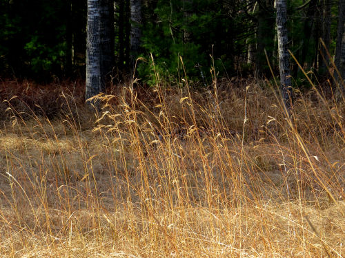 grass in the sun