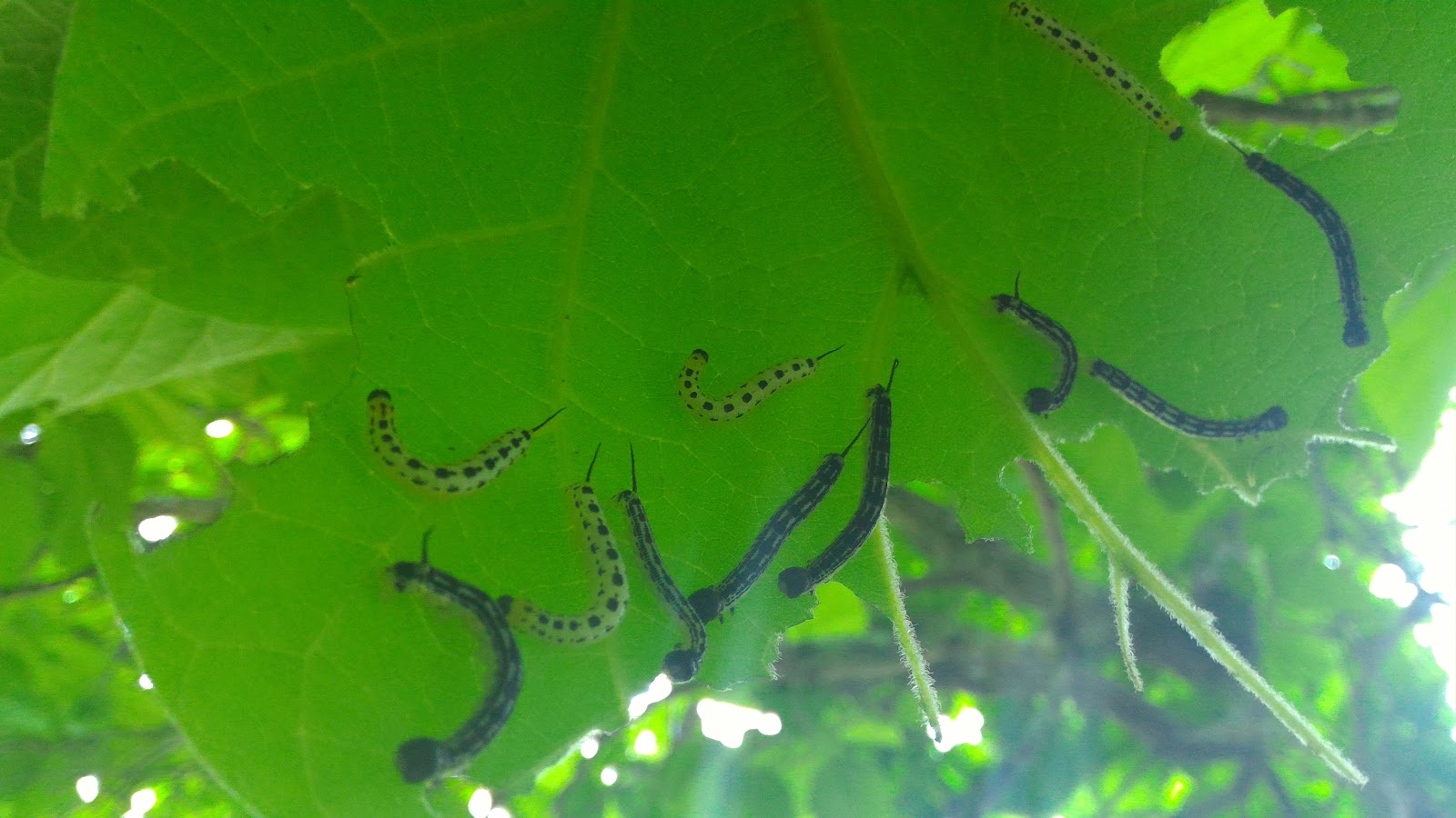 darlaville more about catalpa worms