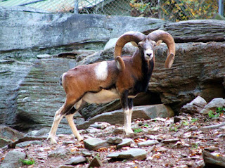 Mouflon (Ovis orientalis orientalis group)