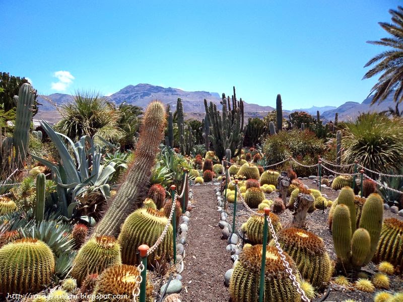 Rosa en Gran Canaria La Aldea de San Nicolás Jardín de cactus del Restaurante La Gañanía Rosa en Gran Canaria La Aldea de San Nicolás Jardín de cactus del Restaurante La Gañanía