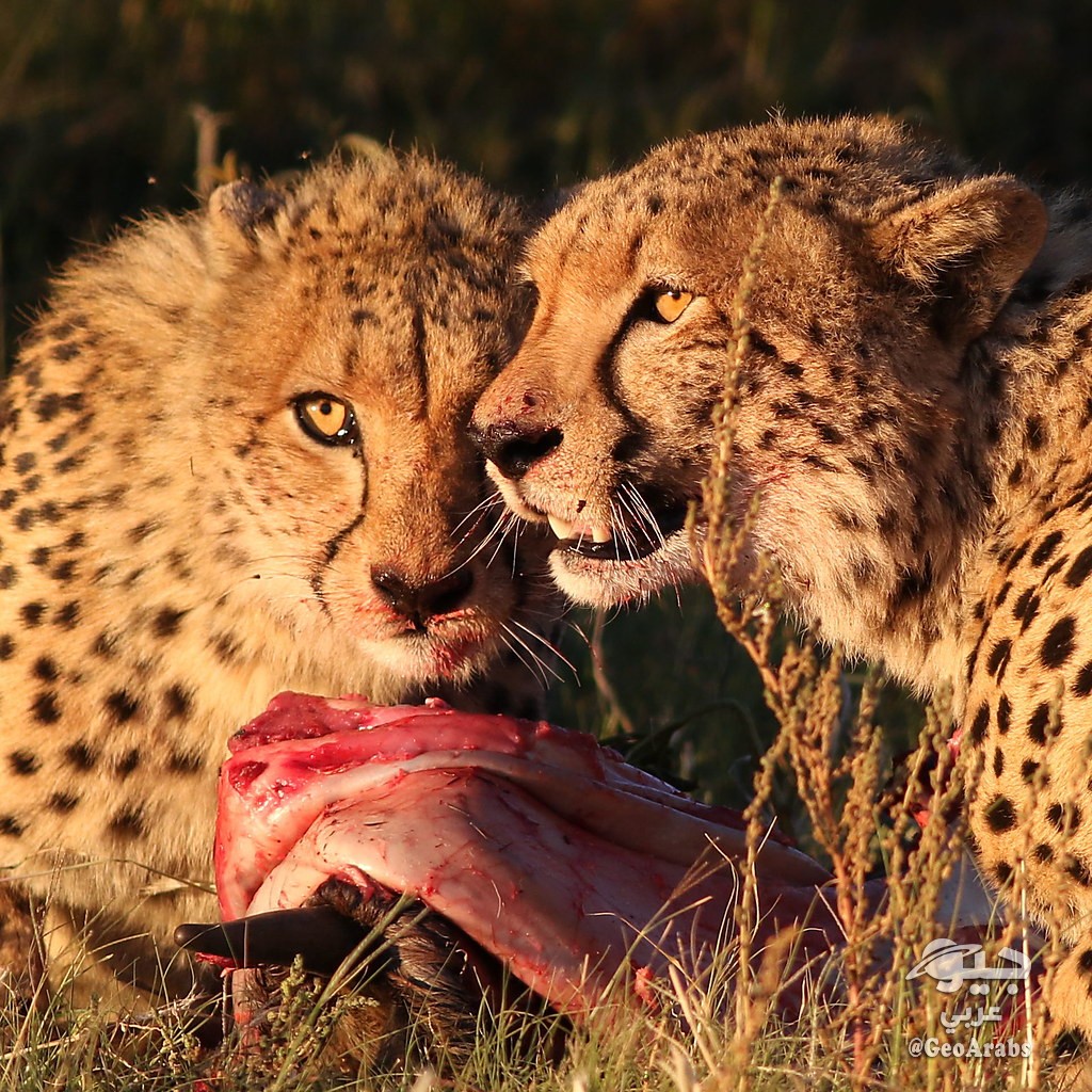 дальневосточный леопард и африканский леопард. национальный парк серенгети львы. жизнь хищных животных. леопард и антилопа. хищники в природе.