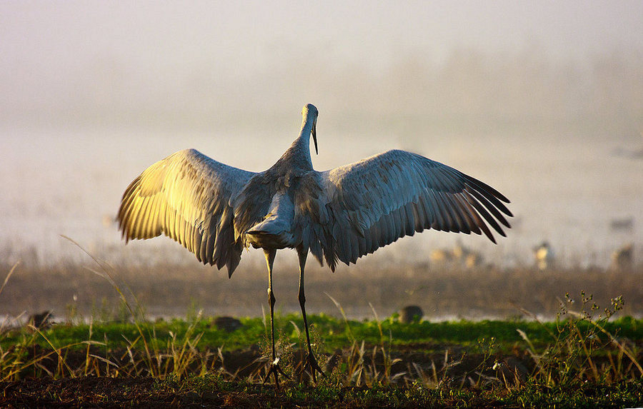 All About Animal Wildlife Crane Bird Facts and ImagesPhotos