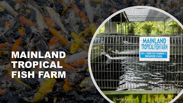 Mainland Tropical Fish Farm Review
