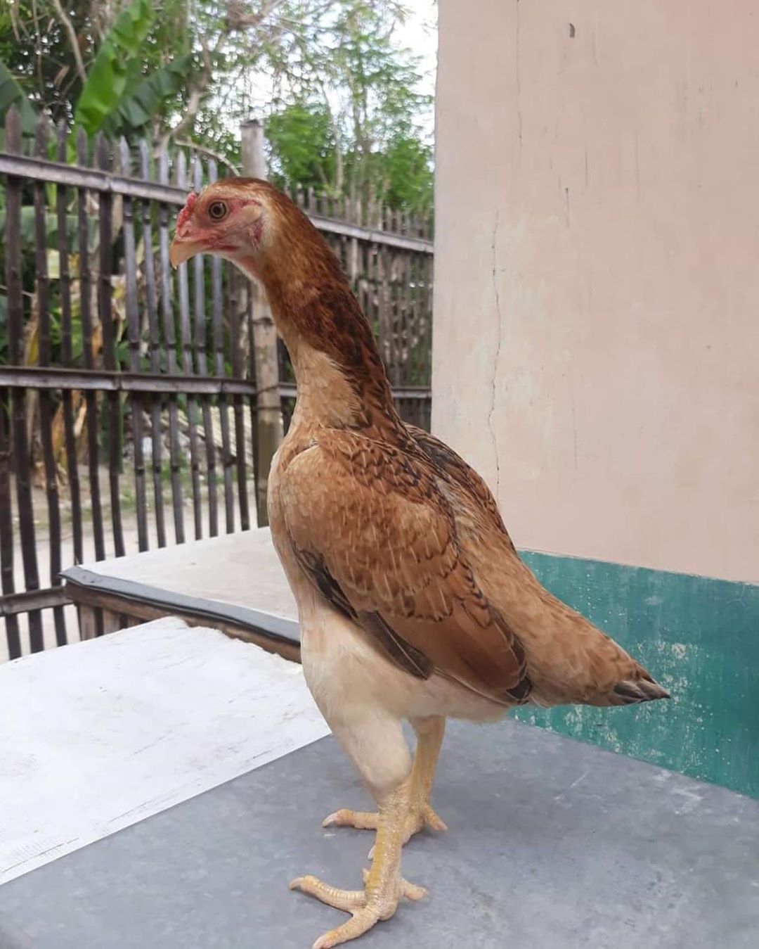 Cara Menyiapkan Ayam Aduan Sebelum Turun Ke Kalangan