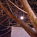 冬枯れの街路樹越しに眺める月