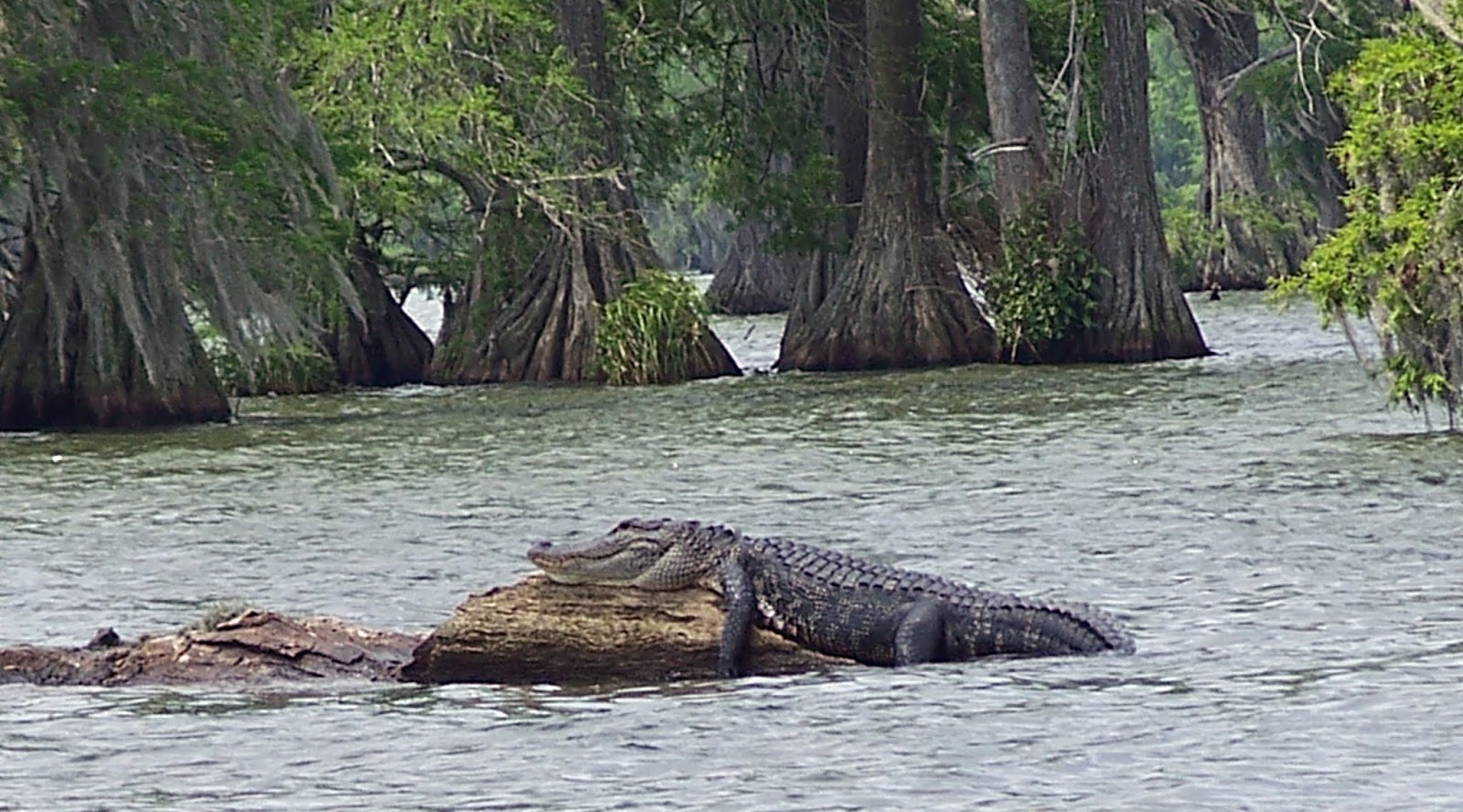The Historical Dilettante Pittsburgh And Its Alligators