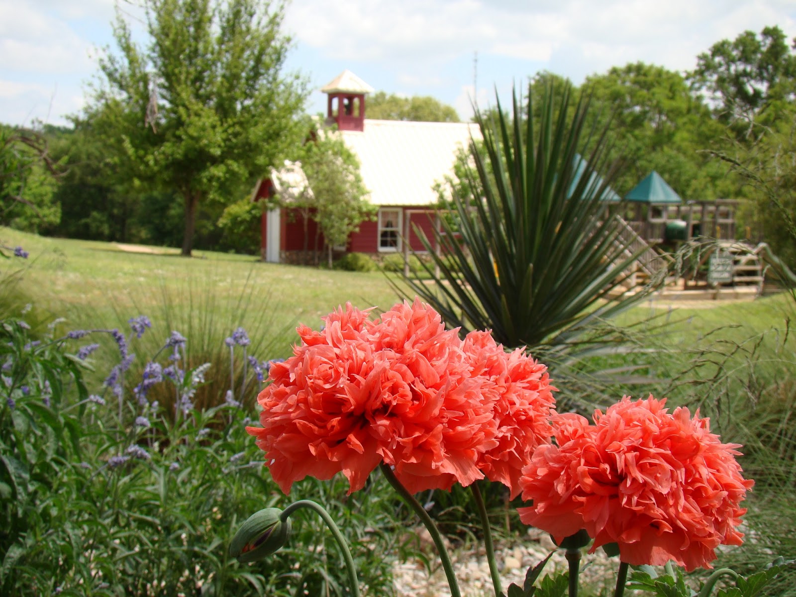City of Athens Texas Tourism What's blooming at the East Texas Arboretum?