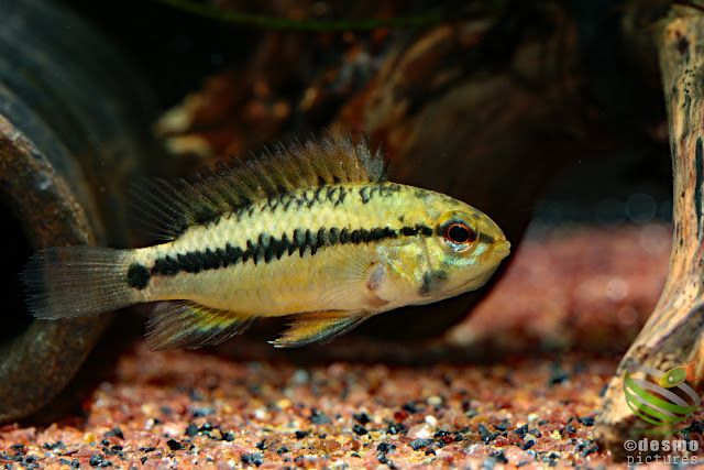 F1, Apistogramma sp. pacman