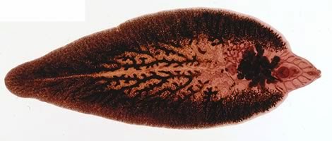 Liver Fluke Control in Sheep - Vet in Training