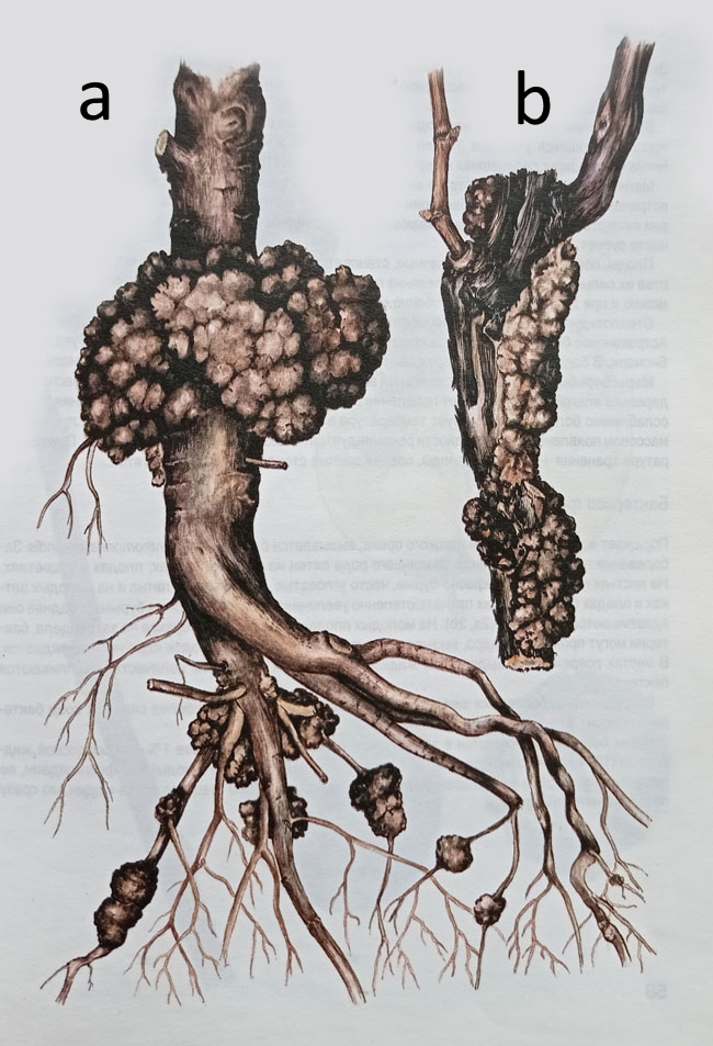 Плодовый корень. Agrobacterium tumefaciens на винограде. Фитофтороз груши. Фитофтора черешня. Фитофторозная гниль корневой шейки.