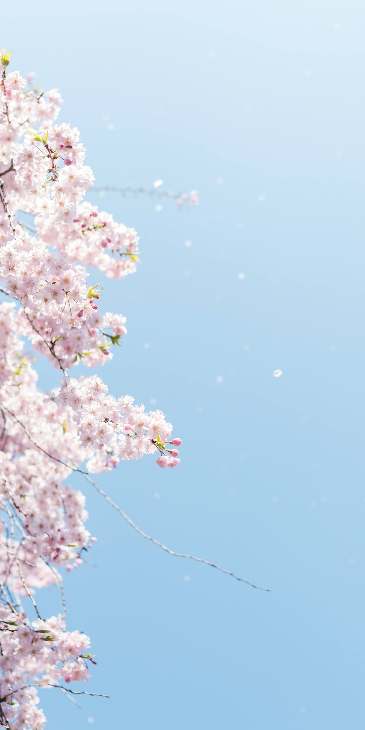 Hoa anh đào: Hãy cùng chiêm ngưỡng vẻ đẹp tuyệt vời của những cành hoa anh đào rực rỡ trên nền trời xanh. Hình ảnh này sẽ khiến bạn cảm thấy thư thái và yên bình, như sống tách biệt với cuộc sống bận rộn và ồn ào.