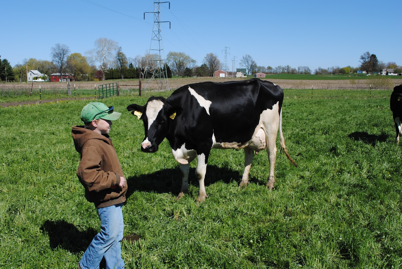 Milligan Dairy Farm Congadulations,your cow had a calf!