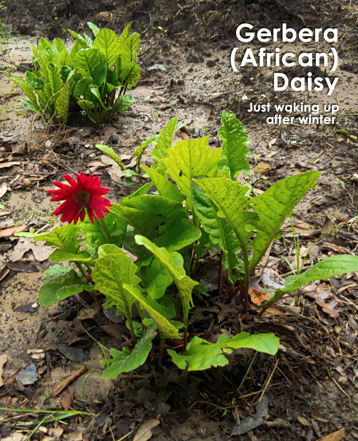Hummer S Delight Savanah S Red Tip Photinia Day 79