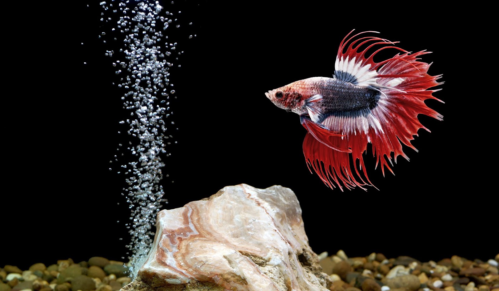 how to maintain Betta splendens in an aquarium fishhobbyist