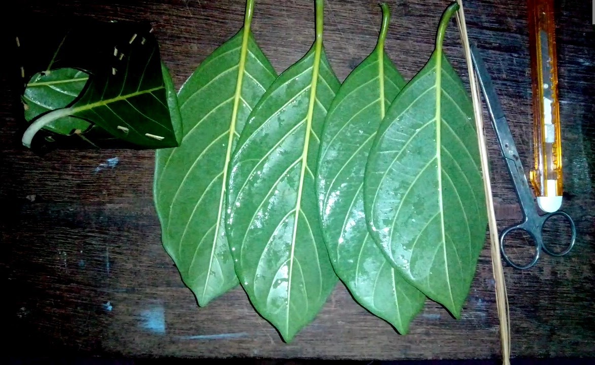 How to make jackfruit leaf Kotte Idli/ Kotte kadubu mould?(ಹಲಸಿನ ಎಲೆ