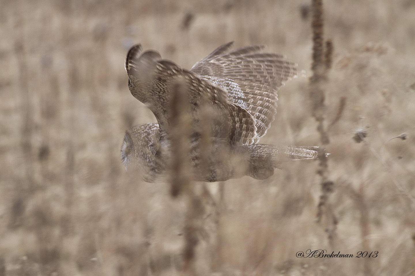 Ann Brokelman Photography: Great Gray hunting in the fields