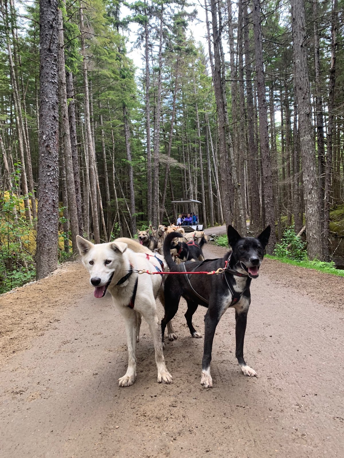 Sled Dog and Musher's Camp Excursion