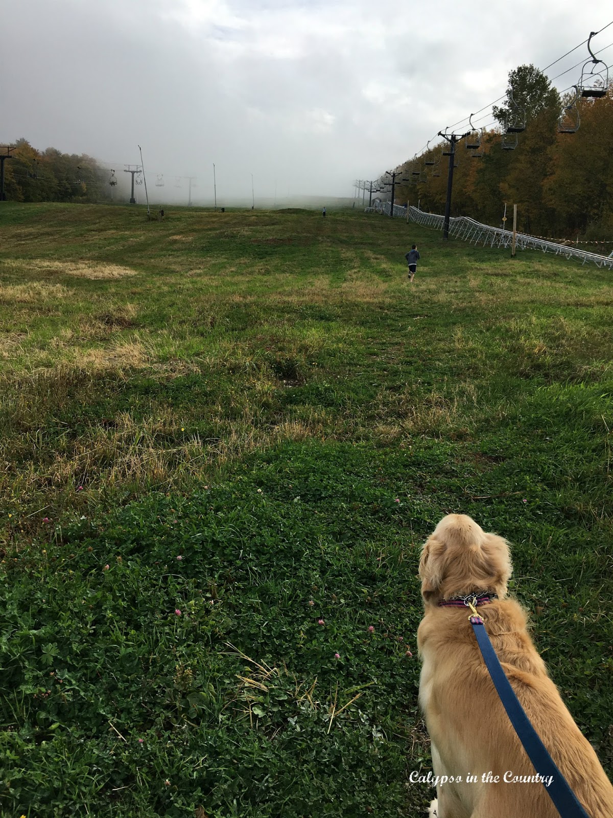 Killington Ski Slopes in the Fall with a golden retriever