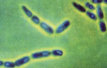 Bacillus - Pragas e Eventos