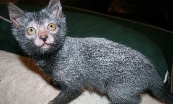 Cats Lykoi Cat Price Uk