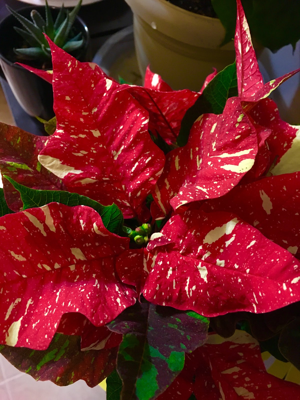 Poinsettia How to keep it alive past Christmas