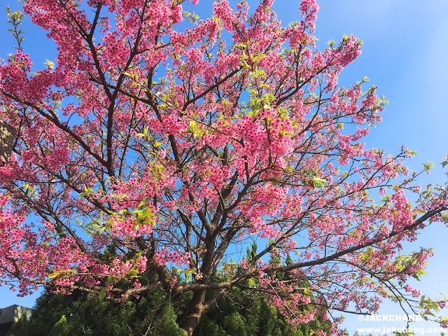 Cherry blossoms