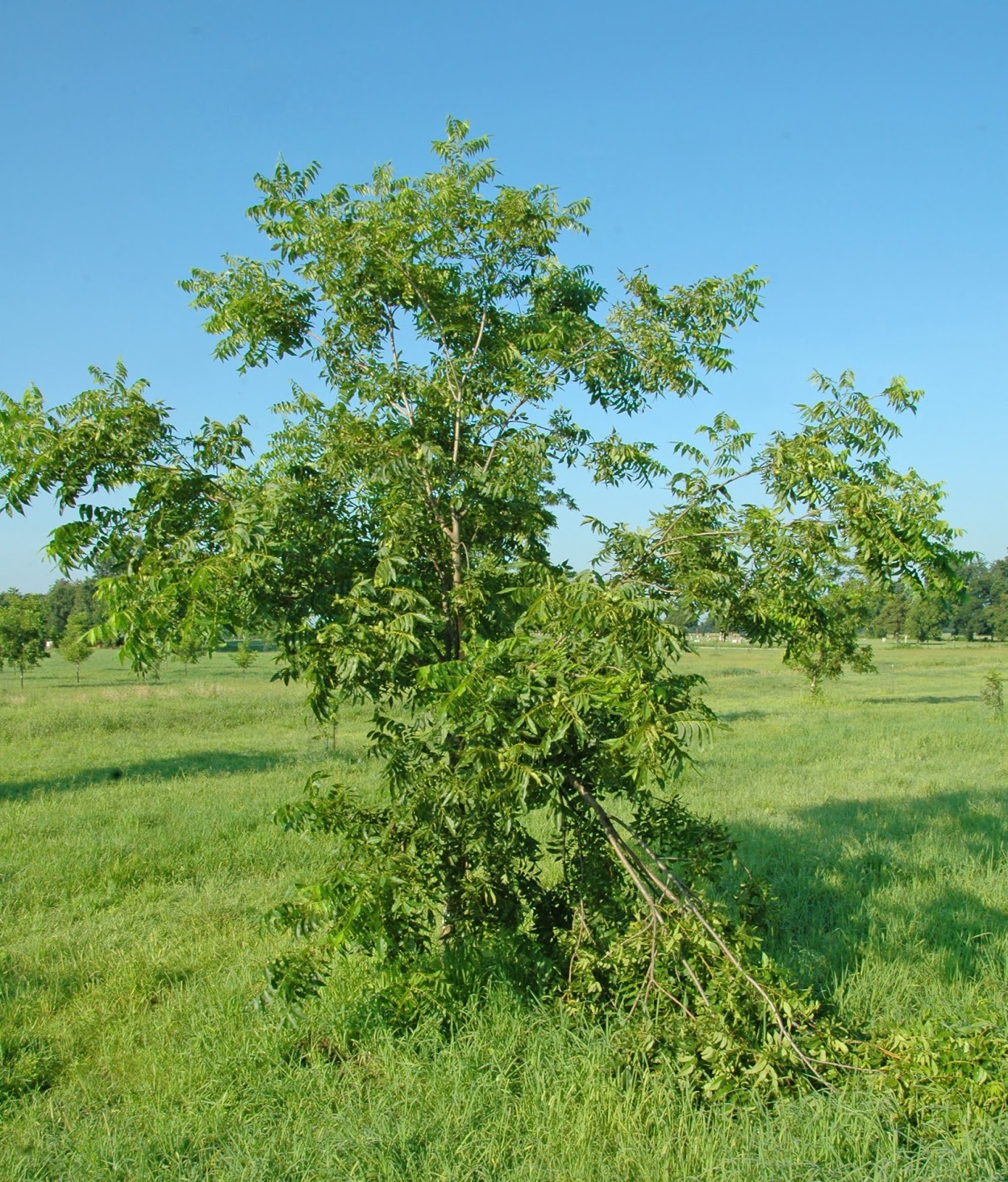 Northern Pecans Heavy pecan crop exposes weak tree structure