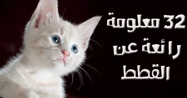 32 معلومة عن القطط قطة بيضاء