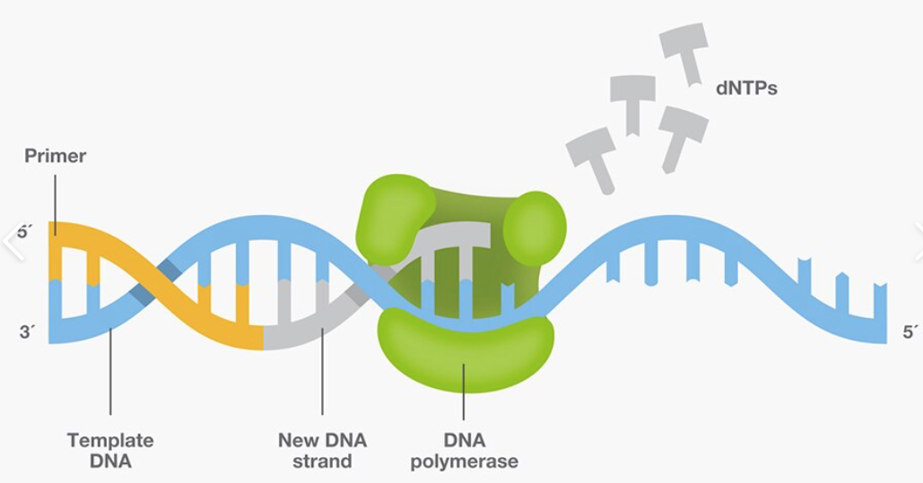 Праймер биология. ДНК. ДНК gif. ДНК без фона. ДНК полимераза DNA.