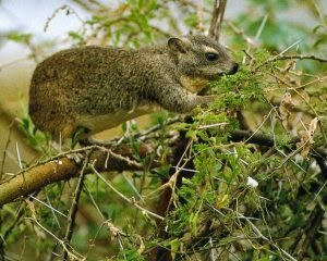 Western tree Hyrax