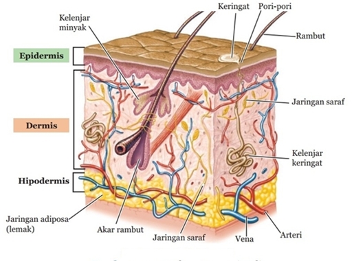 Inilah Anatomi Kulit Manusia Serta Nutrisi Pendukungnya