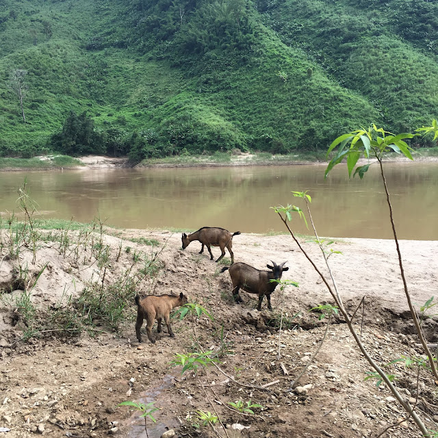 A family of goats by the river