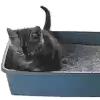 Pasir silika kucing