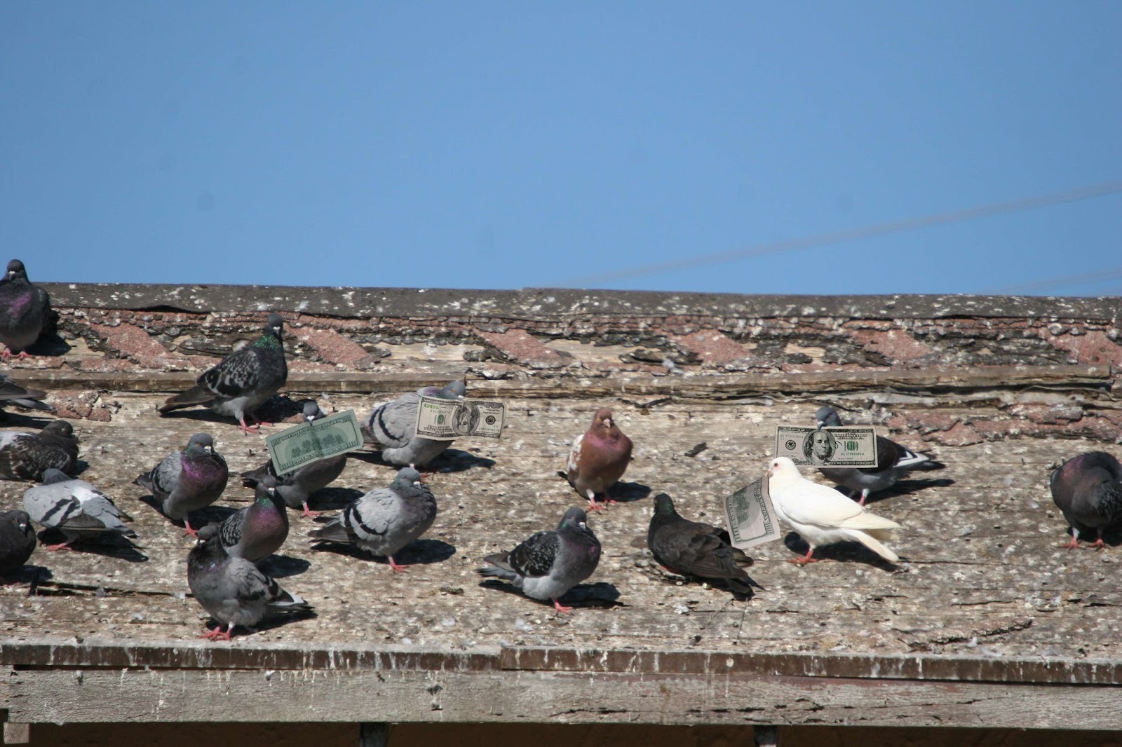 Free Roof Repair Roofing Advice From A Professional Pigeon Control