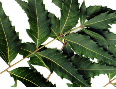 Benefits of Neem for hair, skin and health How to use neem to Treat Malaria Benefits of Neem for hair, skin and health How to use neem to Treat Malaria