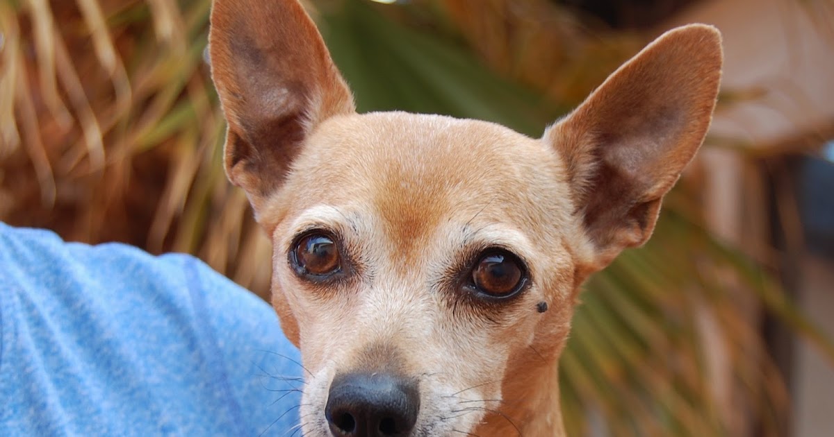 Nevada SPCA Animal Rescue Virginia