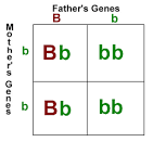 punnet square genetic probability