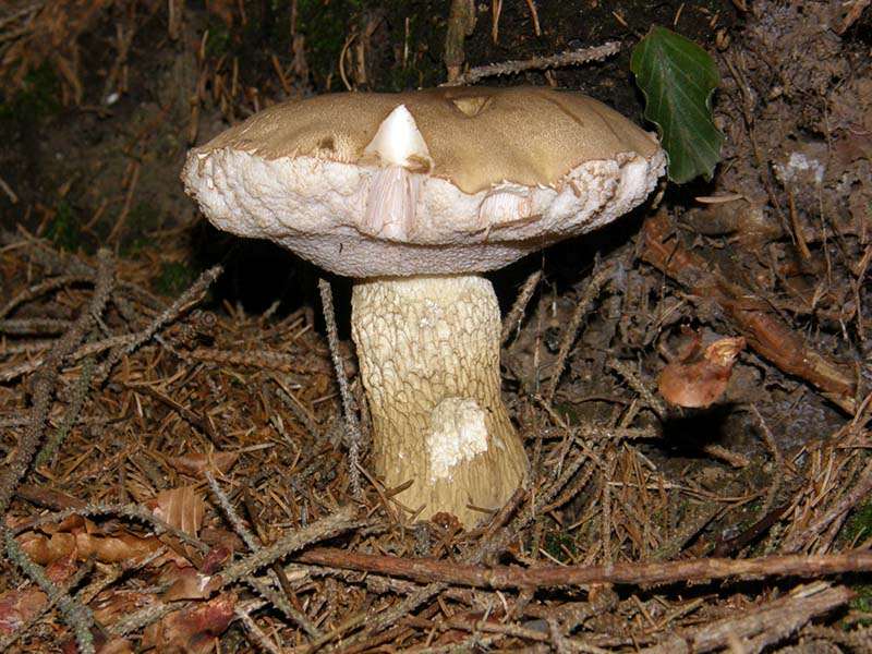 un mondo di ricette conoscere i funghi BOLETUS FELLEUS