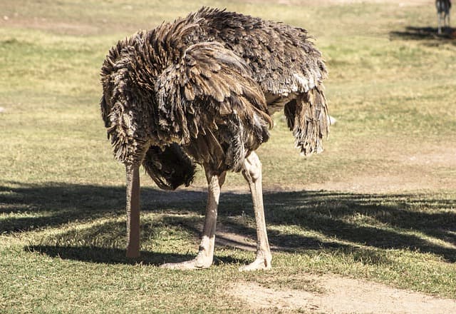 ostrich