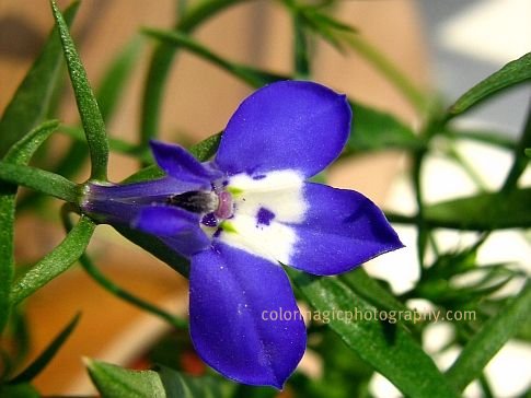 Agapanthus Care And Culture Travaldo S Blog