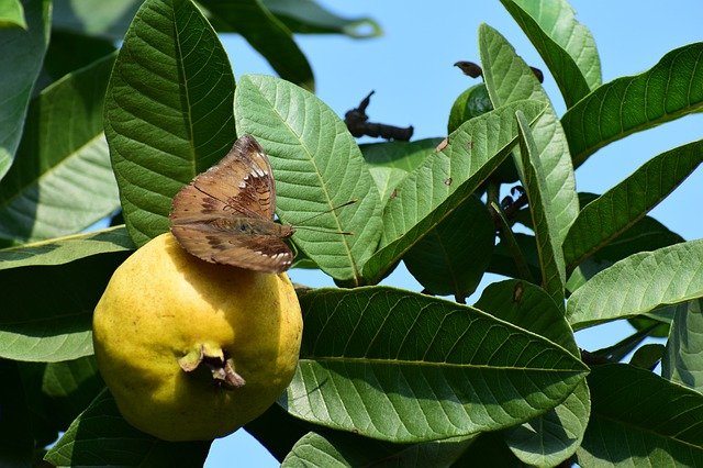 Amrud Khane Ke Fayde-Amrud ka ped-Benefits of Guava In Hindi-अमरूद के पेड़ की पूरी जानकारी हिंदी में