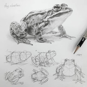 04-Big-eye-frog-Anjjaemi-www-designstack-co